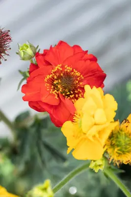Geum coccineum 'Tosai Yellow' (Nagelkruid) - afbeelding 3