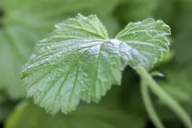 Geum rivale (Knikkend Nagelkruid) - afbeelding 5