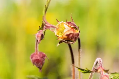 Geum rivale (Knikkend Nagelkruid) - afbeelding 8