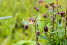 Geum rivale (Knikkend Nagelkruid) - afbeelding 9