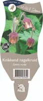 Geum rivale (Knikkend Nagelkruid) - afbeelding 1