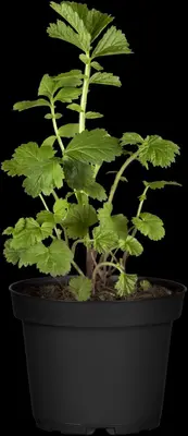 Geum rivale (Knikkend Nagelkruid) - afbeelding 4