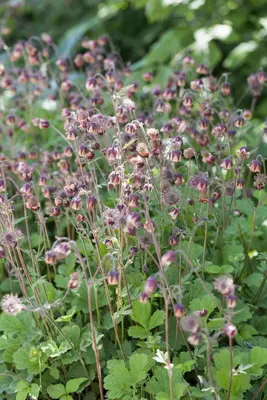 Geum rivale (Knikkend Nagelkruid) - afbeelding 6