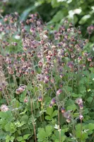 Geum rivale (Knikkend Nagelkruid) - afbeelding 6