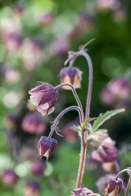 Geum rivale (Knikkend Nagelkruid) - afbeelding 7