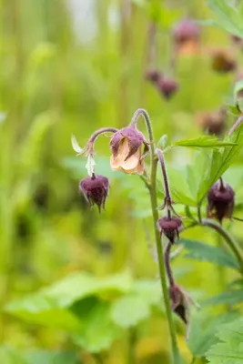 Geum rivale (Knikkend Nagelkruid) - afbeelding 10