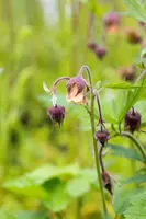 Geum rivale (Knikkend Nagelkruid) - afbeelding 10