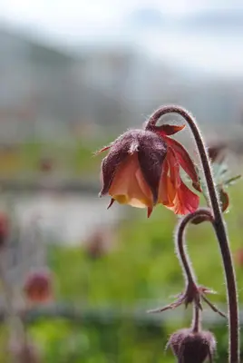 Geum rivale (Knikkend Nagelkruid) - afbeelding 3