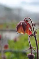 Geum rivale (Knikkend Nagelkruid) - afbeelding 3