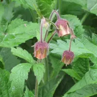 Geum rivale (Knikkend Nagelkruid) - afbeelding 2
