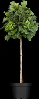 Ginkgo biloba 'Mariken' (Japanse notenboom 'Mariken') - afbeelding 3