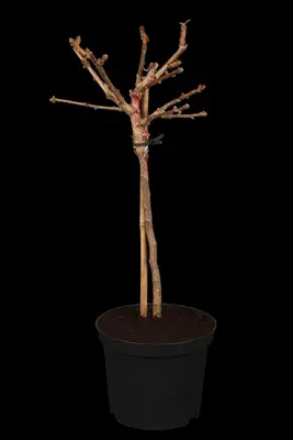 Ginkgo biloba 'Mariken' (Japanse notenboom 'Mariken') - afbeelding 1