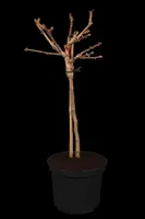 Ginkgo biloba 'Mariken' (Japanse notenboom 'Mariken') - afbeelding 1