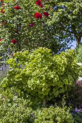 Ginkgo biloba 'Mariken' (Japanse notenboom 'Mariken') - afbeelding 2