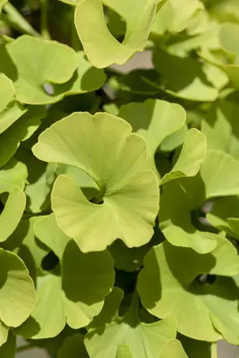 Ginkgo biloba 'Mariken' (Japanse notenboom 'Mariken') - afbeelding 4