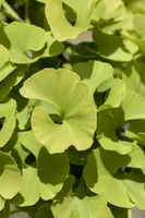 Ginkgo biloba 'Mariken' (Japanse notenboom 'Mariken') - afbeelding 4