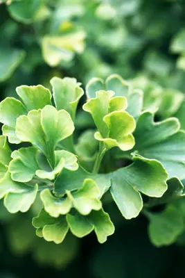 Ginkgo biloba 'Mariken' (Japanse notenboom 'Mariken') - afbeelding 9