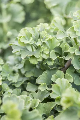 Ginkgo biloba 'Mariken' (Japanse notenboom 'Mariken') - afbeelding 12