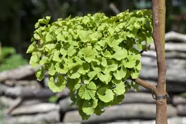 Ginkgo biloba 'Mariken' (Japanse notenboom 'Mariken') - afbeelding 5