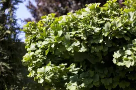 Ginkgo biloba 'Mariken' (Japanse notenboom 'Mariken') - afbeelding 6