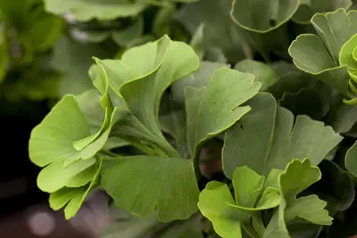 Ginkgo biloba 'Mariken' (Japanse notenboom 'Mariken') - afbeelding 7