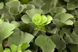 Ginkgo biloba 'Mariken' (Japanse notenboom 'Mariken') - afbeelding 8