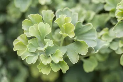 Ginkgo biloba 'Mariken' (Japanse notenboom 'Mariken') - afbeelding 10