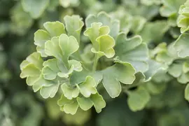Ginkgo biloba 'Mariken' (Japanse notenboom 'Mariken') - afbeelding 10