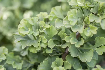 Ginkgo biloba 'Mariken' (Japanse notenboom 'Mariken') - afbeelding 11