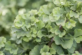 Ginkgo biloba 'Mariken' (Japanse notenboom 'Mariken') - afbeelding 11