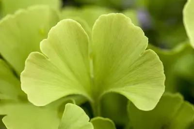 Ginkgo biloba 'Mariken' (Japanse notenboom 'Mariken') - afbeelding 14