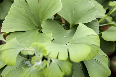 Ginkgo biloba 'Mariken' (Japanse notenboom 'Mariken') - afbeelding 15