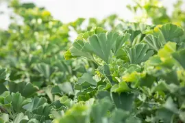 Ginkgo biloba 'Mariken' (Japanse notenboom 'Mariken') - afbeelding 16