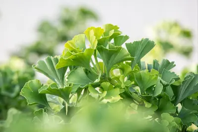 Ginkgo biloba 'Mariken' (Japanse notenboom 'Mariken') - afbeelding 17