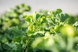 Ginkgo biloba 'Mariken' (Japanse notenboom 'Mariken') - afbeelding 18