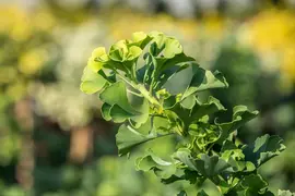 Ginkgo biloba 'Mariken' (Japanse notenboom 'Mariken') - afbeelding 19
