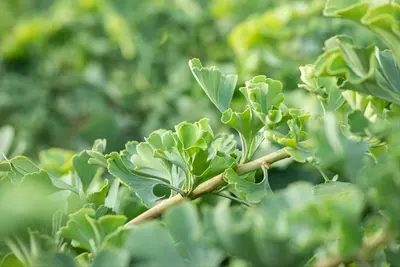 Ginkgo biloba 'Mariken' (Japanse notenboom 'Mariken') - afbeelding 20