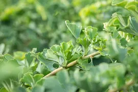Ginkgo biloba 'Mariken' (Japanse notenboom 'Mariken') - afbeelding 20