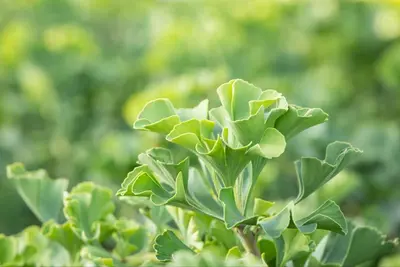 Ginkgo biloba 'Mariken' (Japanse notenboom 'Mariken') - afbeelding 21
