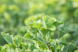 Ginkgo biloba 'Mariken' (Japanse notenboom 'Mariken') - afbeelding 21