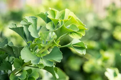 Ginkgo biloba 'Mariken' (Japanse notenboom 'Mariken') - afbeelding 22
