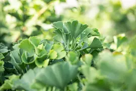 Ginkgo biloba 'Mariken' (Japanse notenboom 'Mariken') - afbeelding 23