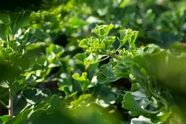 Ginkgo biloba 'Mariken' (Japanse notenboom 'Mariken') - afbeelding 24
