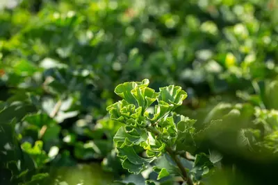 Ginkgo biloba 'Mariken' (Japanse notenboom 'Mariken') - afbeelding 25