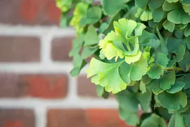 Ginkgo biloba 'Mariken' (Japanse notenboom 'Mariken') - afbeelding 26