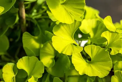 Ginkgo biloba 'Mariken' (Japanse notenboom 'Mariken') - afbeelding 27