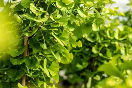 Ginkgo biloba 'Mariken' (Japanse notenboom 'Mariken') - afbeelding 28