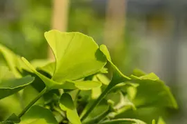 Ginkgo biloba 'Mariken' (Japanse notenboom 'Mariken') - afbeelding 29