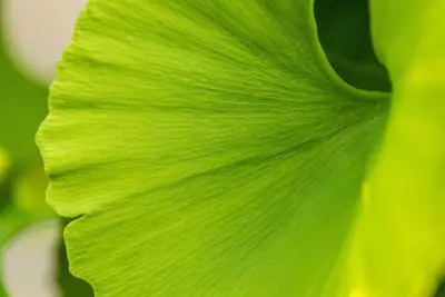 Ginkgo biloba 'Mariken' (Japanse notenboom 'Mariken') - afbeelding 30
