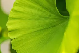 Ginkgo biloba 'Mariken' (Japanse notenboom 'Mariken') - afbeelding 30